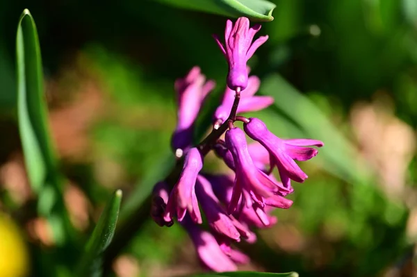 Красивый Цветок Саду — стоковое фото