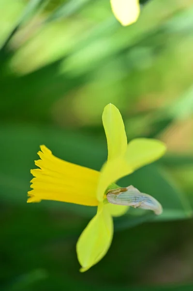 Žlutý Narcis Květina Zahradě — Stock fotografie