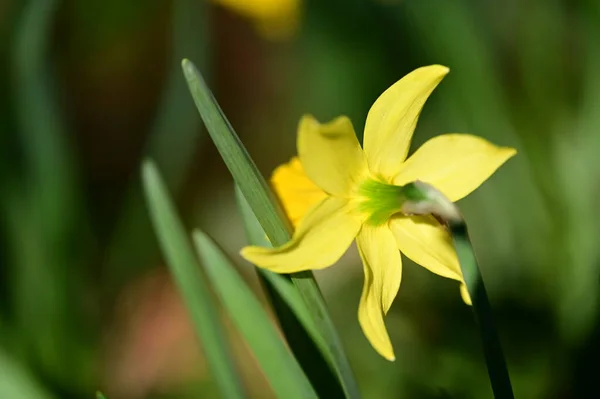 stock image yellow daffodil flower in the garden