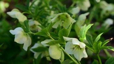 Bahçedeki güzel beyaz çiçekler