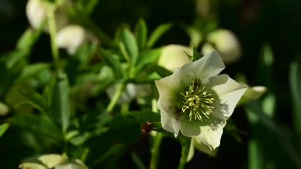 Close Flores Brancas Jardim Primavera — Vídeo de Stock