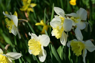 Bahçedeki nergis çiçekleri