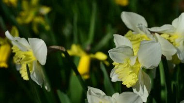 Bahçedeki nergis çiçekleri