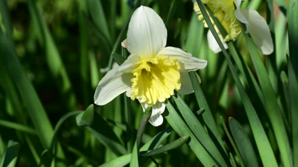 Красиві Квіти Нарцисів Саду — стокове відео