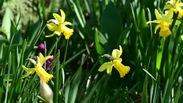 Piękne Kwiaty Żonkil Ogrodzie — Wideo stockowe