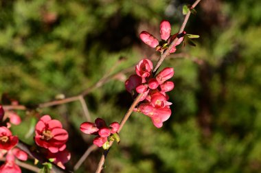Güzel çiçekler, ağaç çiçekleri, yakın görüş.