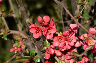 Güzel çiçekler, ağaç çiçekleri, yakın görüş.