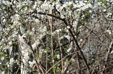 Bahar mevsiminde güzel kiraz çiçekleri