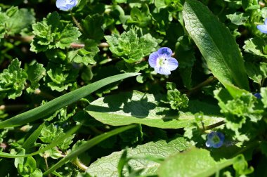 Bahçedeki güzel mor çiçekler