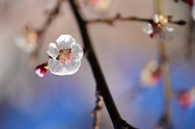 Bahar mevsiminde güzel kiraz çiçekleri