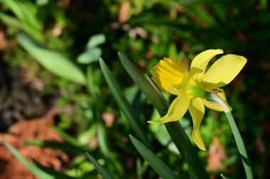 Bahçedeki nergis çiçeği