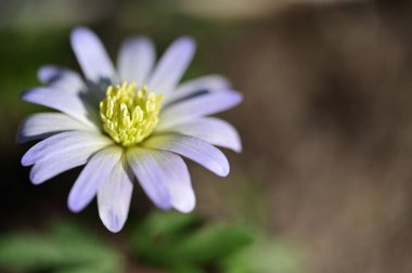 Bahçedeki güzel, parlak çiçek.