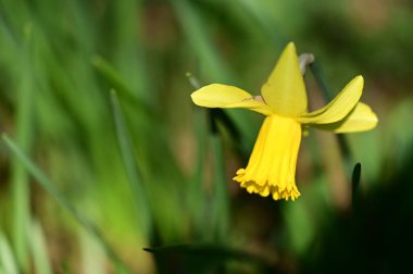Bahçedeki nergis çiçeği