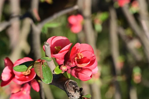 Stock image beautiful  flowers, tree blossom, close up view