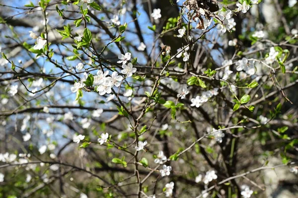 Piękny Kwiat Wiśni Sezonie Wiosennym — Zdjęcie stockowe