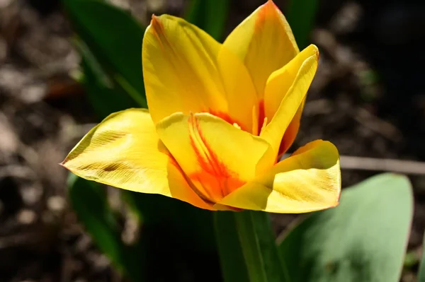 Schöne Gelbe Tulpe Garten — Stockfoto