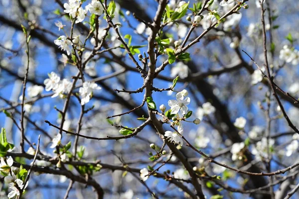 Stock image beautiful cherry blossom in spring season