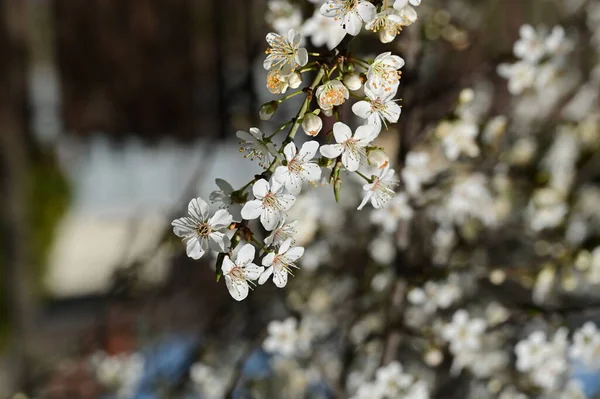 Beautiful Cherry Blossom Spring Season — Stock Photo, Image