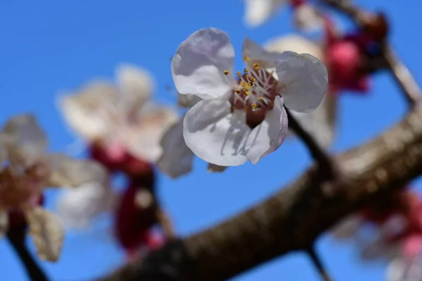 stock image beautiful cherry blossom in spring season