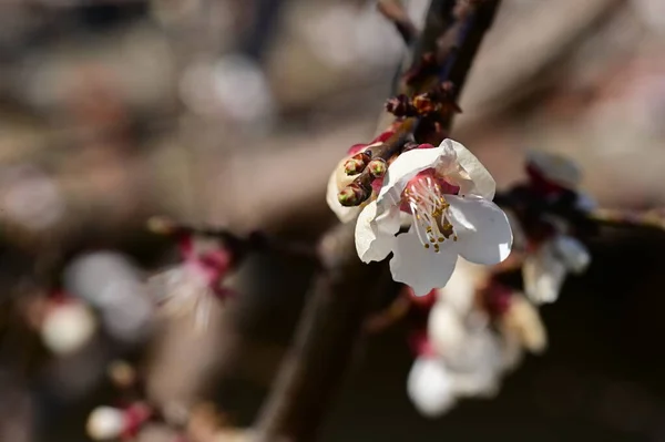 stock image beautiful cherry blossom in spring season