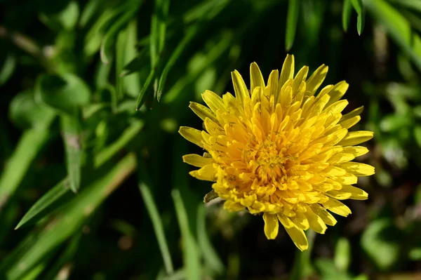 Zbliżenie Piękny Kwiat Mniszek — Zdjęcie stockowe