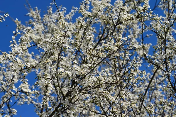 Gyönyörű Cseresznyevirág Tavaszi Szezonban — Stock Fotó