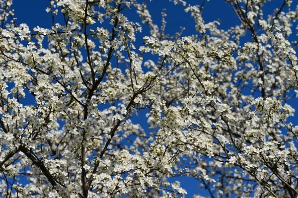 Красивий Вишневий Цвіт Весняний Сезон — стокове фото