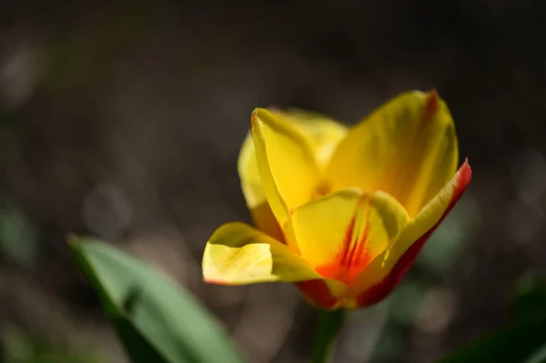 Hermoso Tulipán Amarillo Jardín — Foto de Stock
