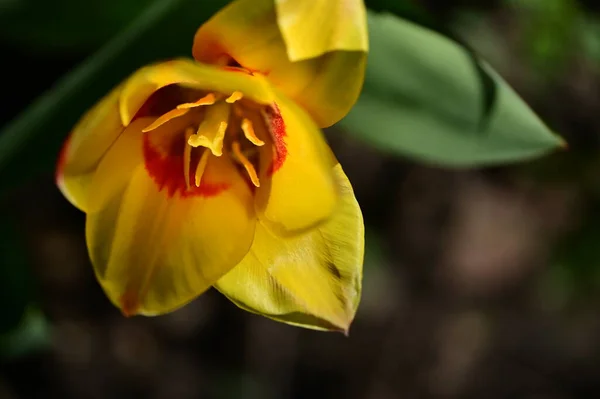 Belle Tulipe Jaune Dans Jardin — Photo