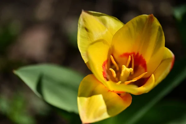 Bela Tulipa Amarela Jardim — Fotografia de Stock