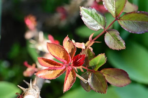 庭の植物にバラの葉 — ストック写真