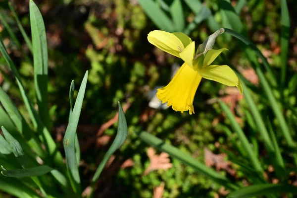 Bela Flor Daffodil Jardim — Fotografia de Stock