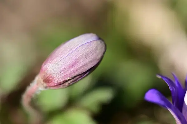 Bahçedeki Güzel Mor Çiçekler — Stok fotoğraf