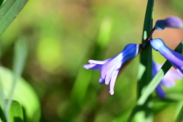 Schöne Lila Blumen Garten — Stockfoto