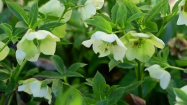 Bahçedeki güzel beyaz çiçekler