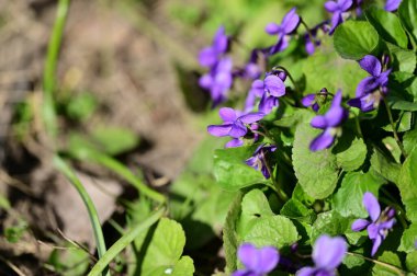 bahçede güzel Menekşe çiçek