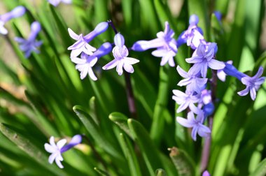 Bahçedeki güzel çiçekler