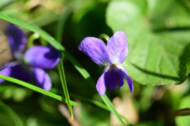 bahçede güzel Menekşe çiçek