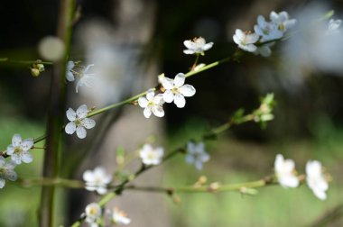 Güzel çiçekler, ağaç çiçekleri, yakın görüş.