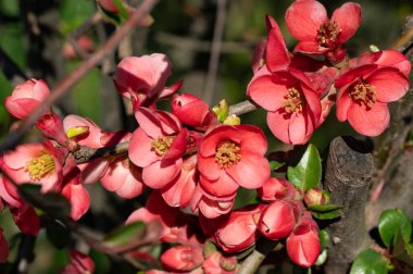Güzel çiçekler, ağaç çiçekleri, yakın görüş.