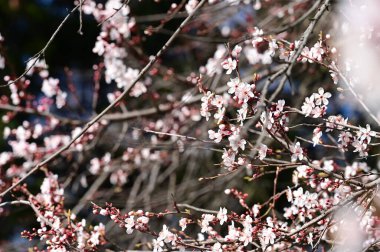 Güzel çiçekler, ağaç çiçekleri, yakın görüş.