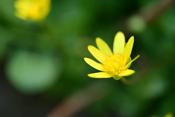 Belle Fleur Lumineuse Dans Jardin — Photo