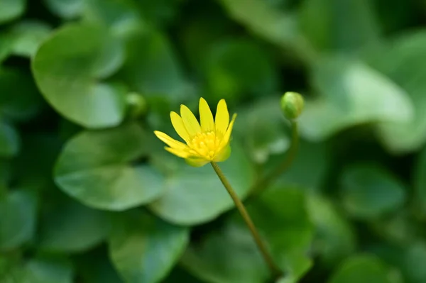 Красивый Яркий Цветок Саду — стоковое фото