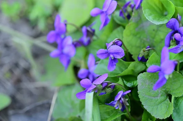 Stock image beautiful  violets flowers in the garden