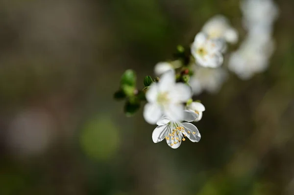 stock image beautiful  flowers, tree blossom, close up view