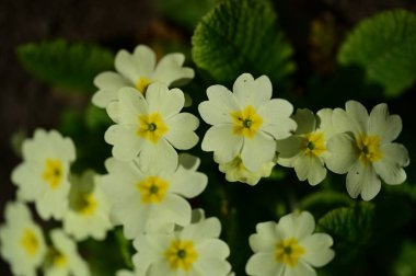 Bahçedeki güzel çiçekler