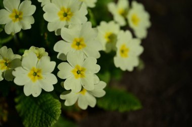 Bahçedeki güzel çiçekler