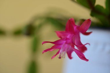 Güzel çiçeğe yaklaş.