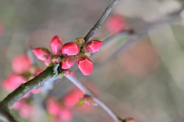 Krásné Květiny Strom Květy Zblízka Pohled — Stock fotografie
