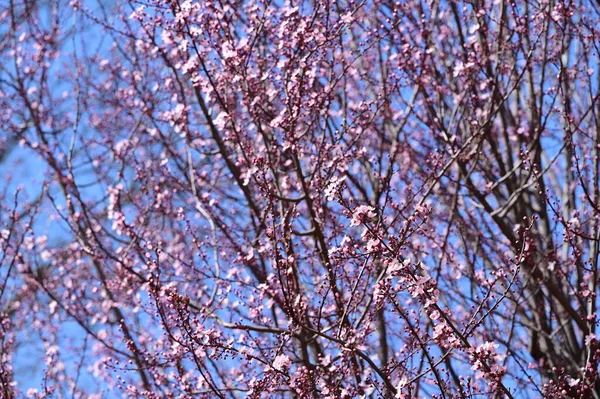 Flores Bonitas Flor Árvore Vista Perto — Fotografia de Stock